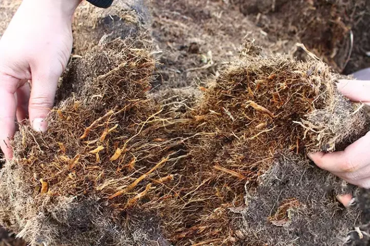 Charbon De Bois Dans L'agriculture Agricole