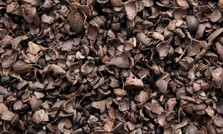 Palm Kernel Shells